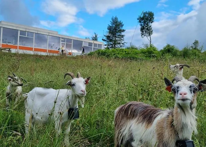 Montana * Μπέργκεν